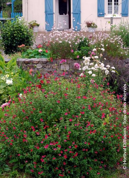 © Hortival Diffusion - Tous droits réservés