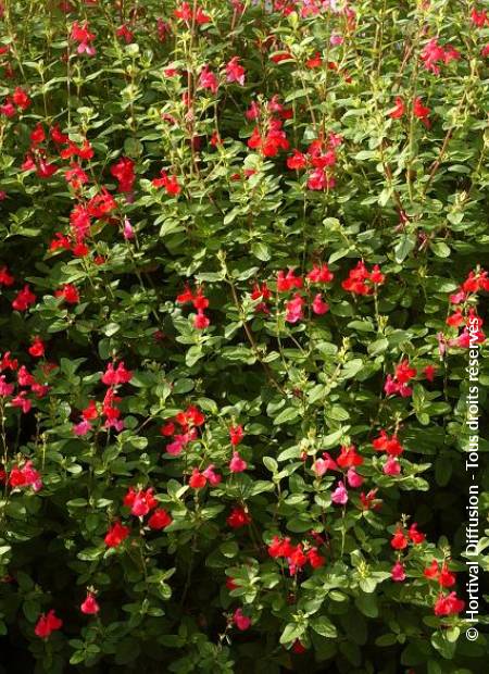 © Hortival Diffusion - Tous droits réservés