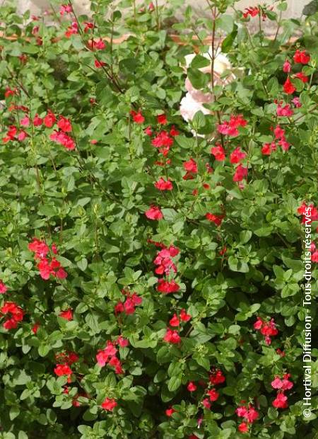 © Hortival Diffusion - Tous droits réservés