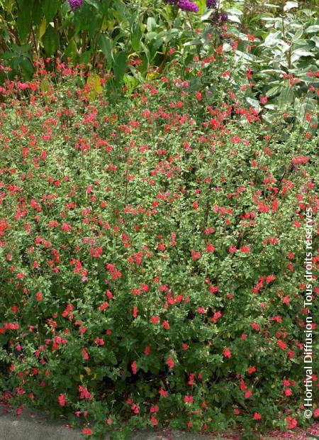 © Hortival Diffusion - Tous droits réservés