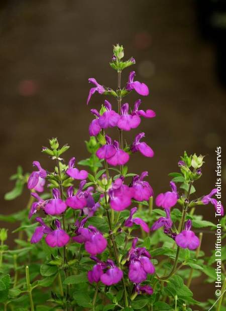 © Hortival Diffusion - Tous droits réservés