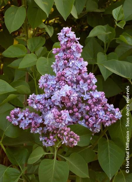 © Hortival Diffusion - Tous droits réservés