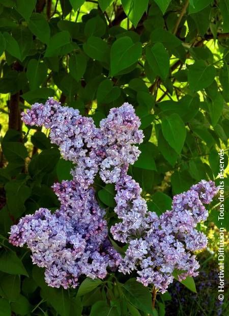 © Hortival Diffusion - Tous droits réservés