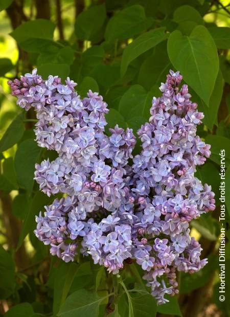 © Hortival Diffusion - Tous droits réservés