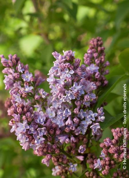 © Hortival Diffusion - Tous droits réservés