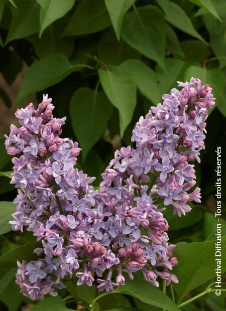 © Hortival Diffusion - Tous droits réservés