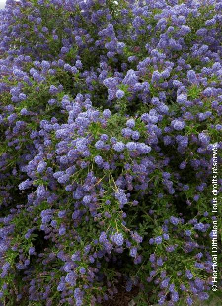 © Hortival Diffusion - Tous droits réservés