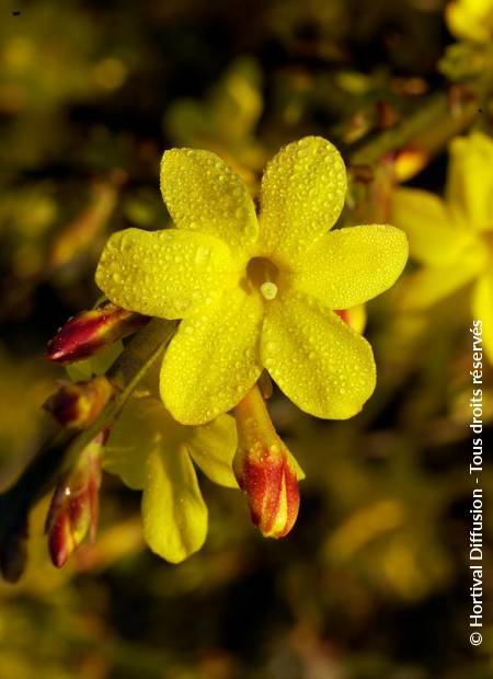 © Hortival Diffusion - Tous droits réservés