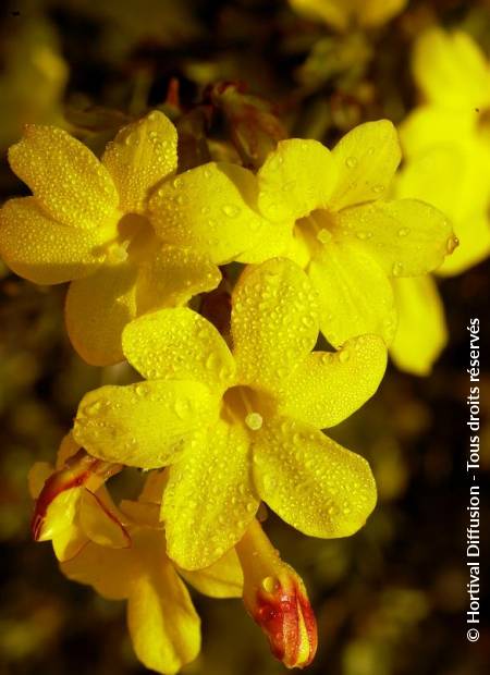 © Hortival Diffusion - Tous droits réservés