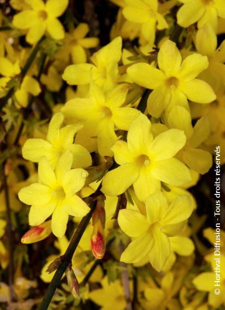 © Hortival Diffusion - Tous droits réservés