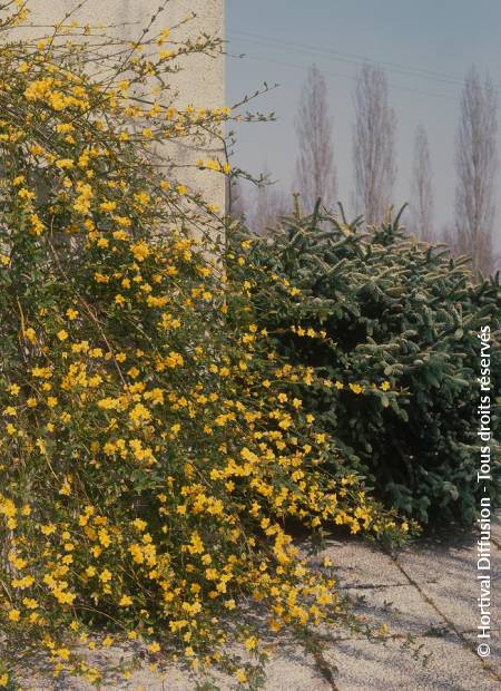 © Hortival Diffusion - Tous droits réservés