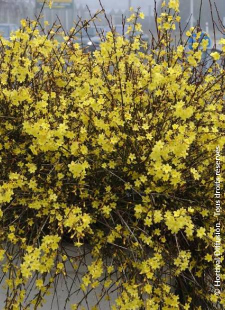 © Hortival Diffusion - Tous droits réservés