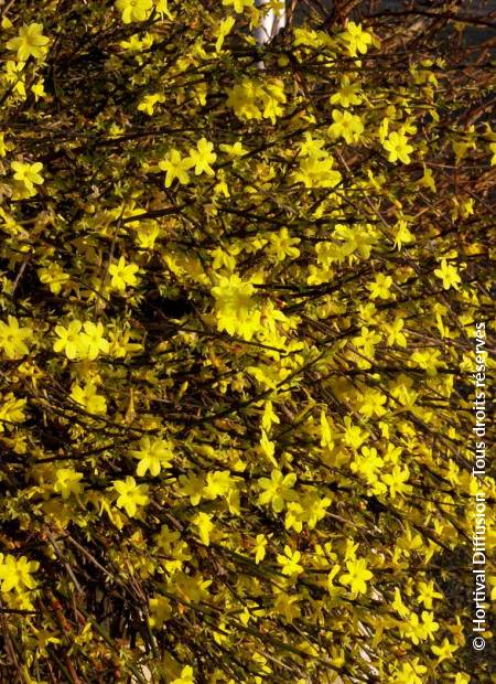 © Hortival Diffusion - Tous droits réservés