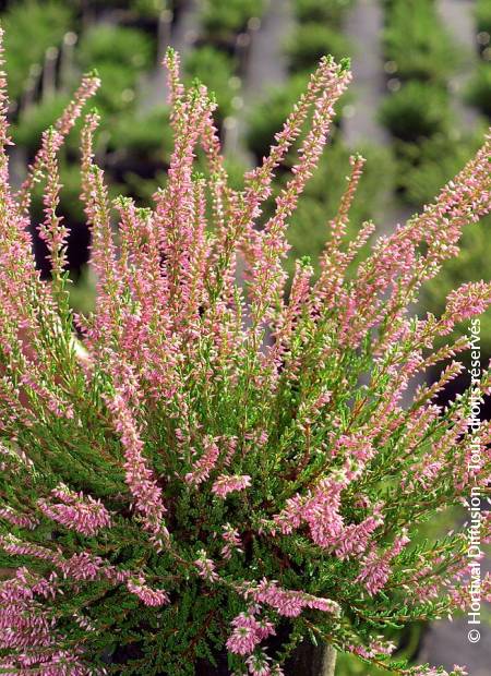 © Hortival Diffusion - Tous droits réservés