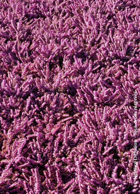 © Hortival Diffusion - Tous droits réservés