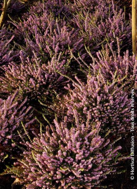 © Hortival Diffusion - Tous droits réservés