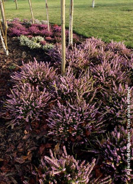 © Hortival Diffusion - Tous droits réservés