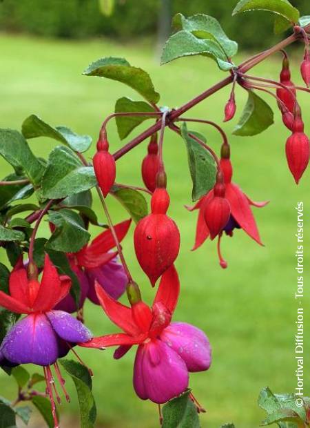 © Hortival Diffusion - Tous droits réservés