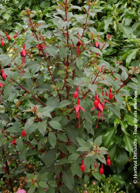 © Hortival Diffusion - Tous droits réservés