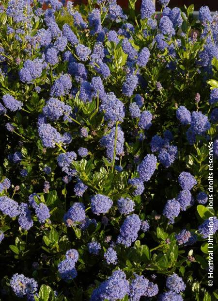 © Hortival Diffusion - Tous droits réservés