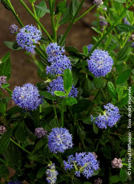 © Hortival Diffusion - Tous droits réservés