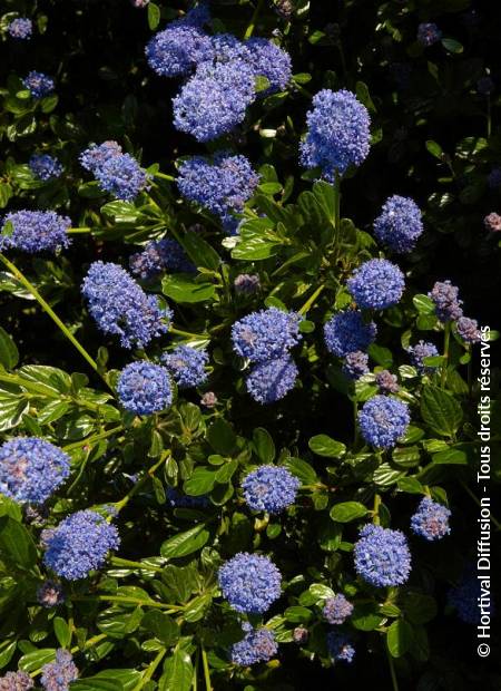© Hortival Diffusion - Tous droits réservés