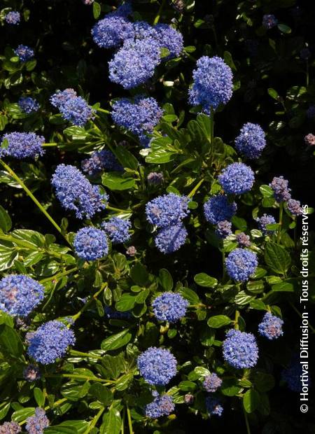 © Hortival Diffusion - Tous droits réservés