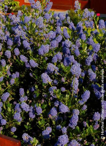 © Hortival Diffusion - Tous droits réservés