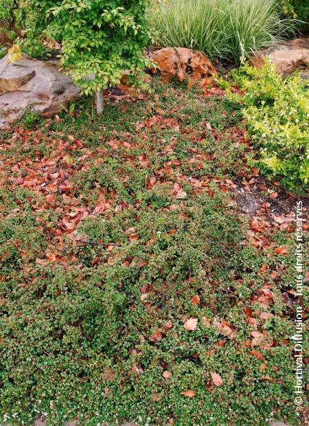 © Hortival Diffusion - Tous droits réservés