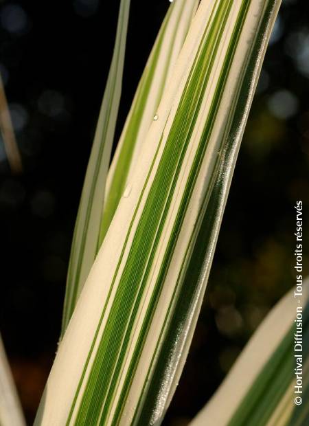 © Hortival Diffusion - Tous droits réservés