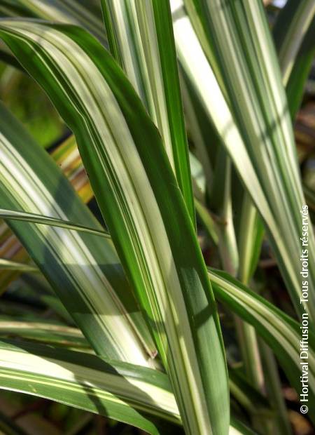 © Hortival Diffusion - Tous droits réservés