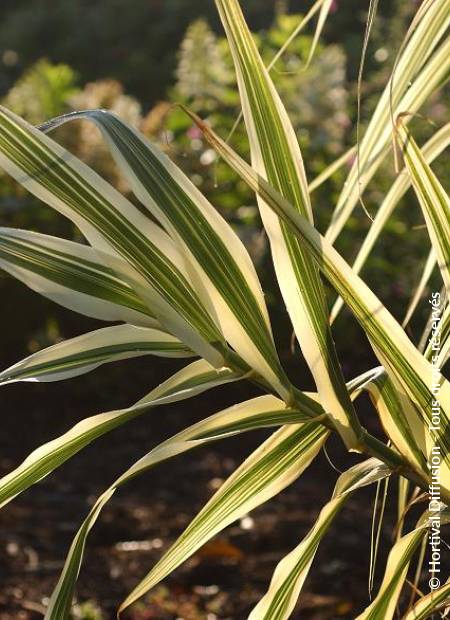 © Hortival Diffusion - Tous droits réservés