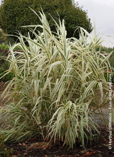 © Hortival Diffusion - Tous droits réservés