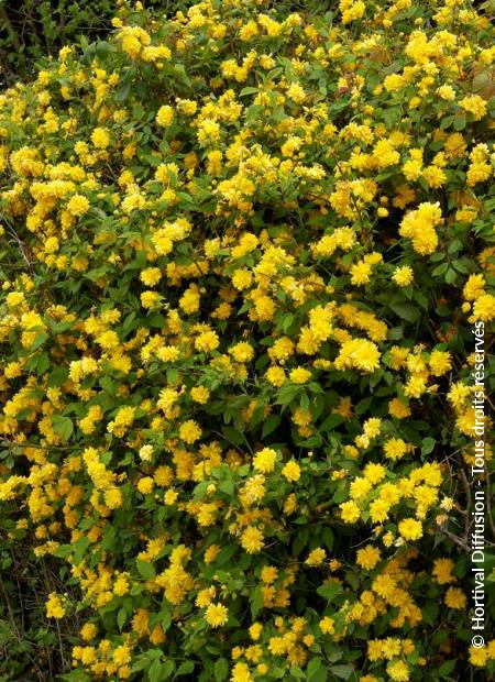 © Hortival Diffusion - Tous droits réservés