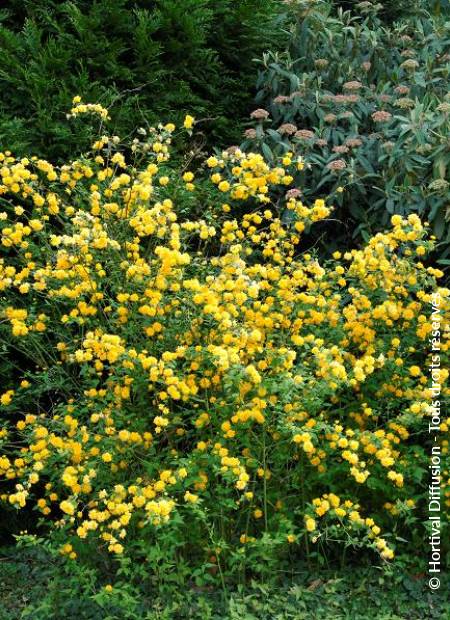 © Hortival Diffusion - Tous droits réservés