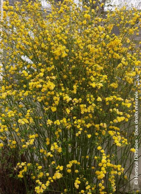 © Hortival Diffusion - Tous droits réservés