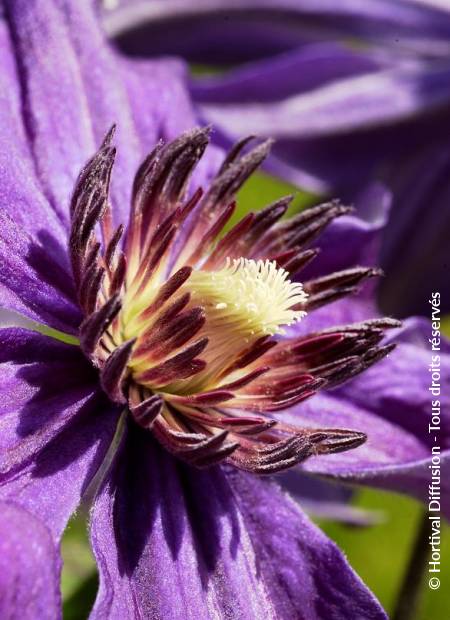 © Hortival Diffusion - Tous droits réservés