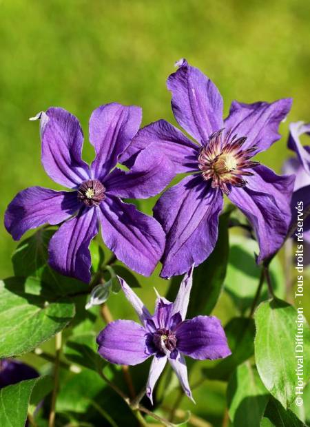 © Hortival Diffusion - Tous droits réservés