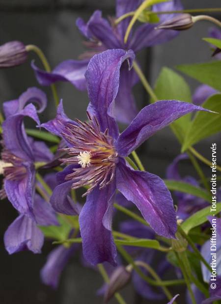 © Hortival Diffusion - Tous droits réservés