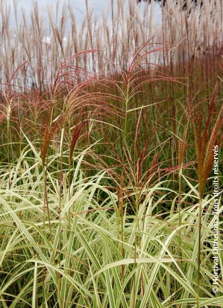 © Hortival Diffusion - Tous droits réservés