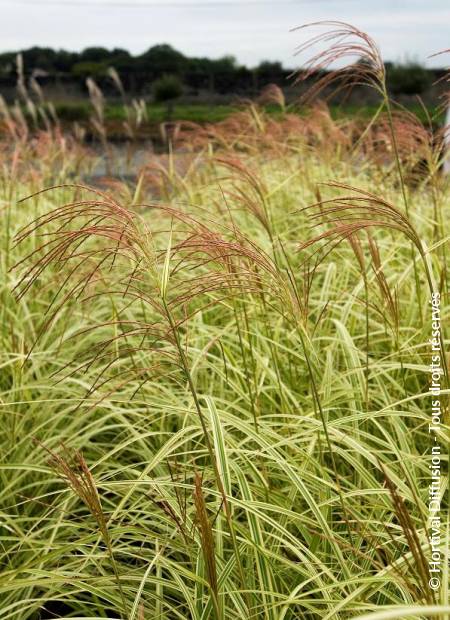 © Hortival Diffusion - Tous droits réservés