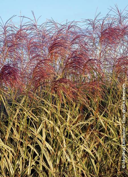 © Hortival Diffusion - Tous droits réservés