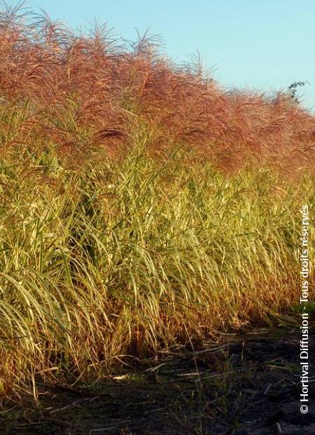 © Hortival Diffusion - Tous droits réservés