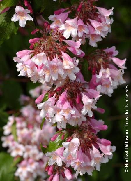 © Hortival Diffusion - Tous droits réservés