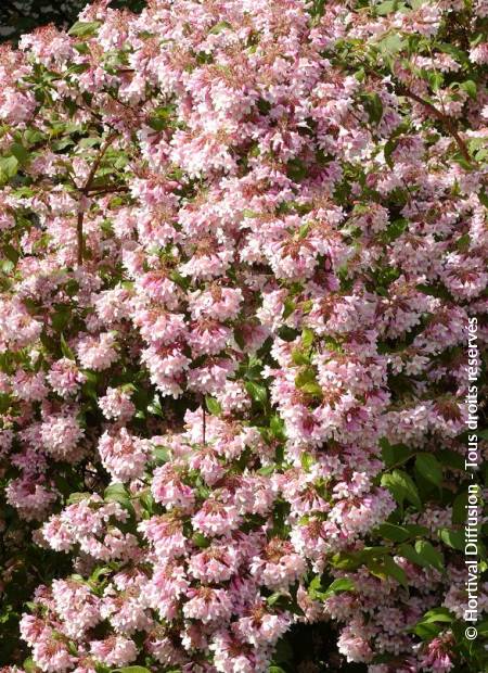 © Hortival Diffusion - Tous droits réservés