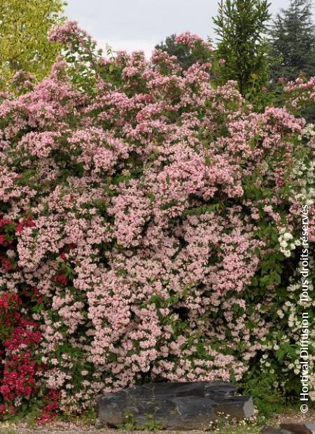 © Hortival Diffusion - Tous droits réservés