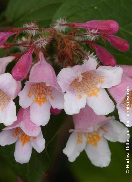 © Hortival Diffusion - Tous droits réservés