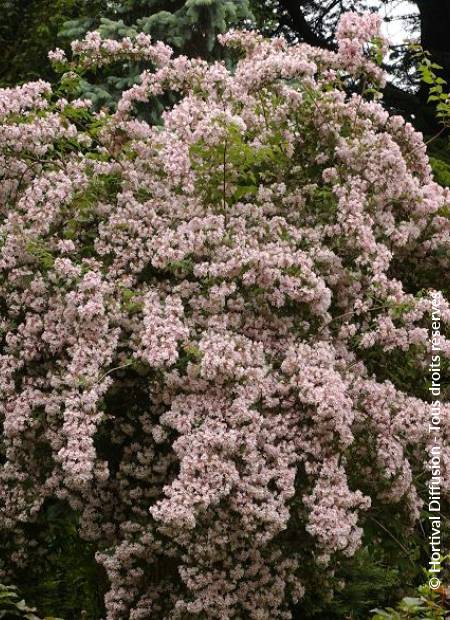 © Hortival Diffusion - Tous droits réservés