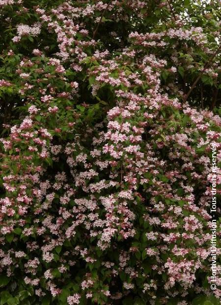 © Hortival Diffusion - Tous droits réservés