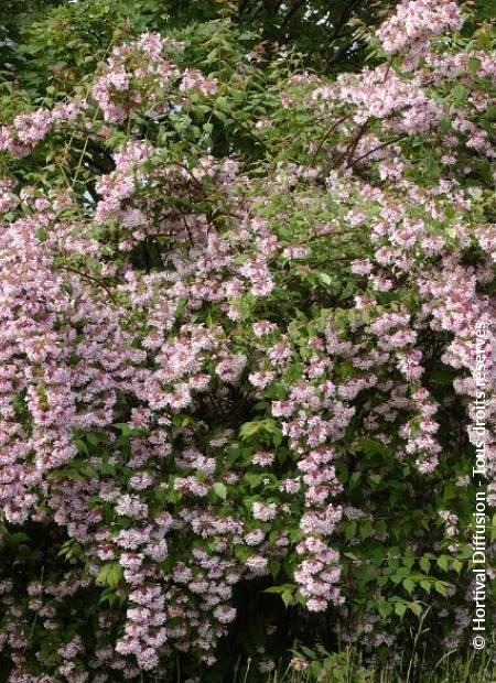 © Hortival Diffusion - Tous droits réservés